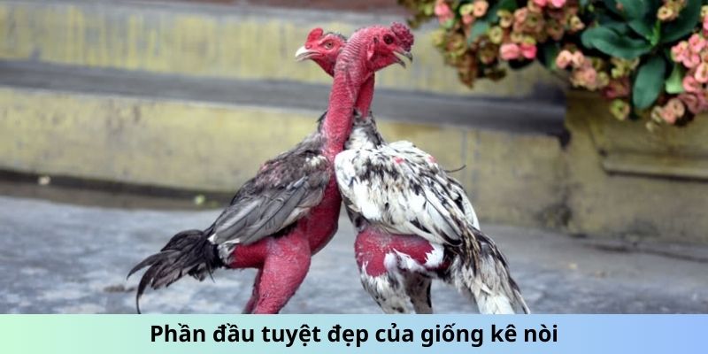 Gà chọi Nòi - Giống Gà Nổi Danh Với Lối Đá Sắc Bén 2 Trang Chủ Jun88.com #1 Việt Nam Phần đầu tuyệt đẹp của giống kê nòi